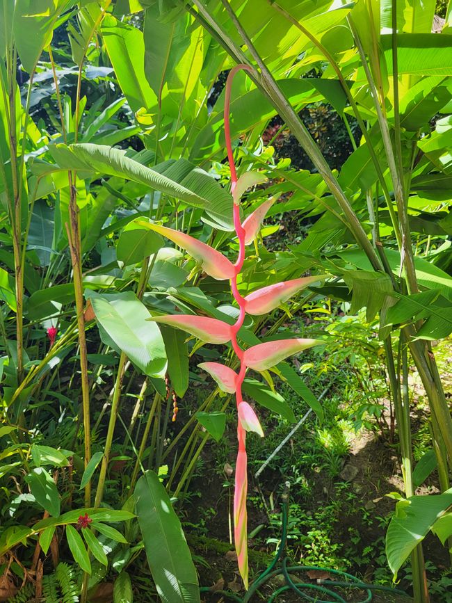 Giardino Botanico 
