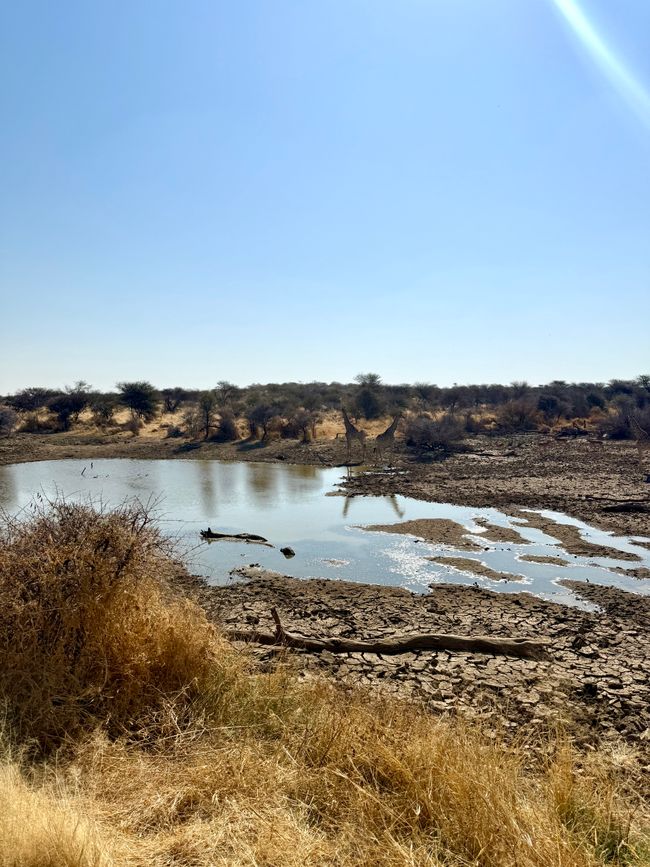 Namibia 2k25 🦓🏜️🐘