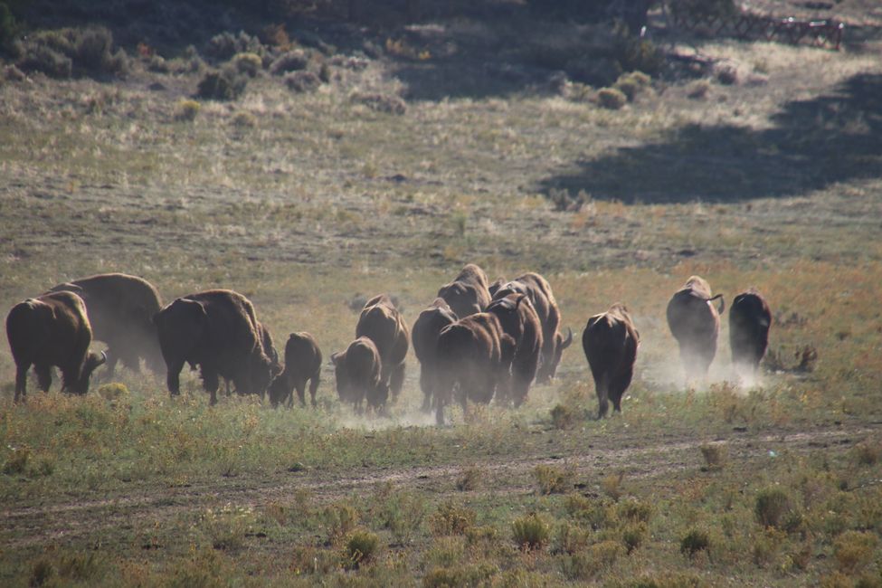 Buffalo herd