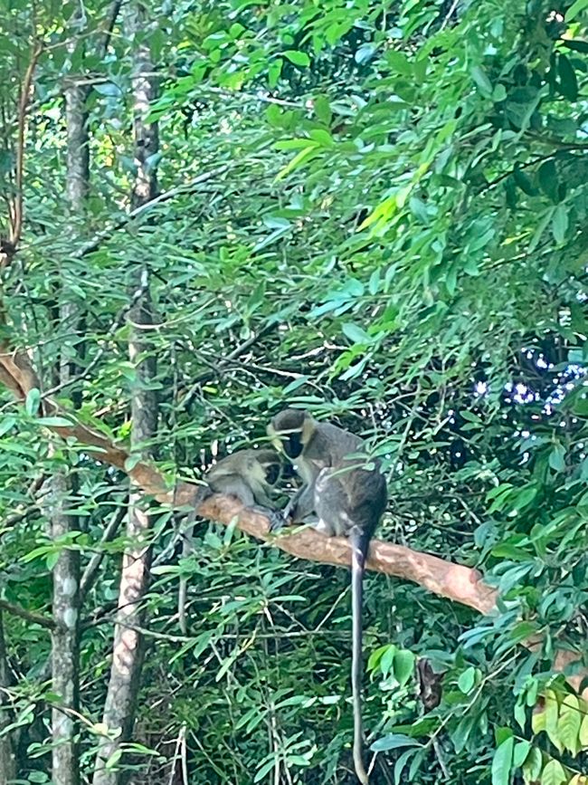 Nationalpark Murchison Falls