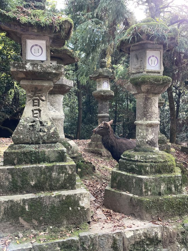 19. Capítulo: Despedida de Nara