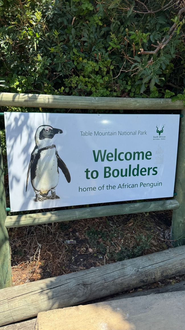 Tour del porto a Città del Capo, Spiaggia di Muizenberg, Spiaggia di Boulders, Capo di Buona Speranza