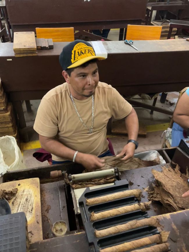 Das Rollen und Pressen der Zigarren