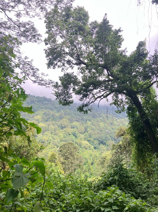 El Este en el Monte Elgon