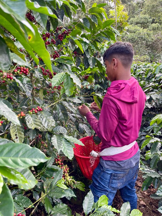 Jeunes Nicas lors de la récolte du café