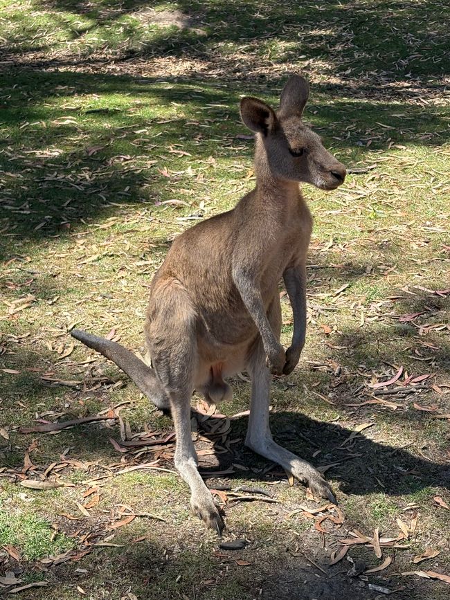 Wiedersehen in Adelaide, 11. und 12.01.25