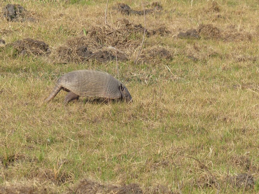 Brasil, A través del Pantanal