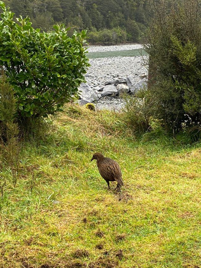 Road trip to Milford Sound