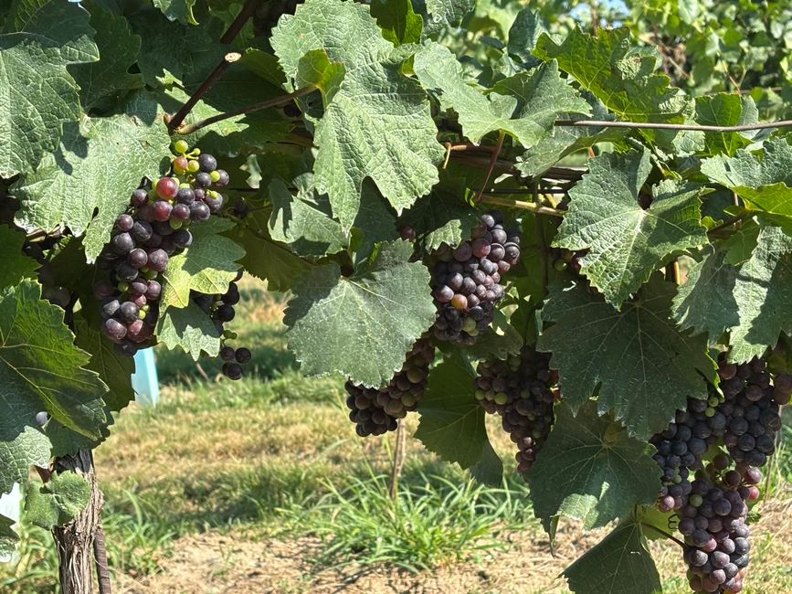 Through the Wine Region - from one winery to the next.....