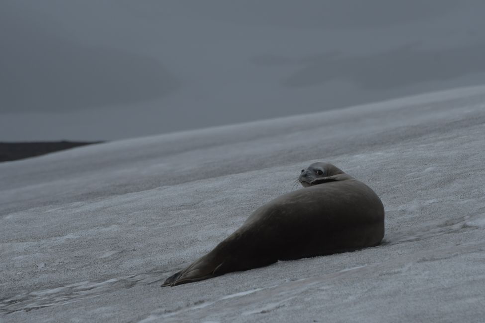 Phoque de Weddell / Weddell seal
