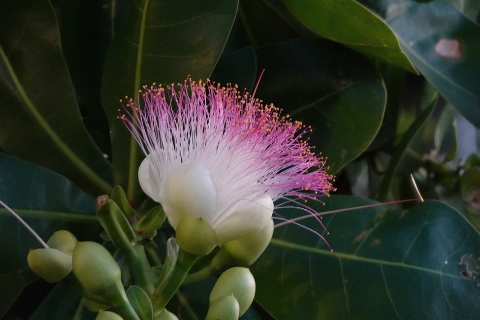 Papeete ....