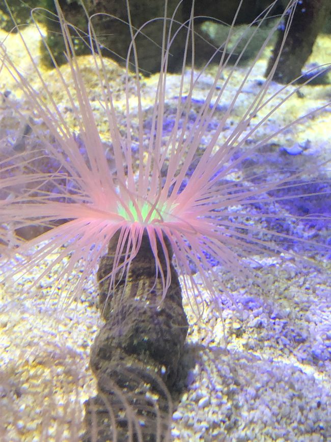 mit diesen Anemonen im Becken