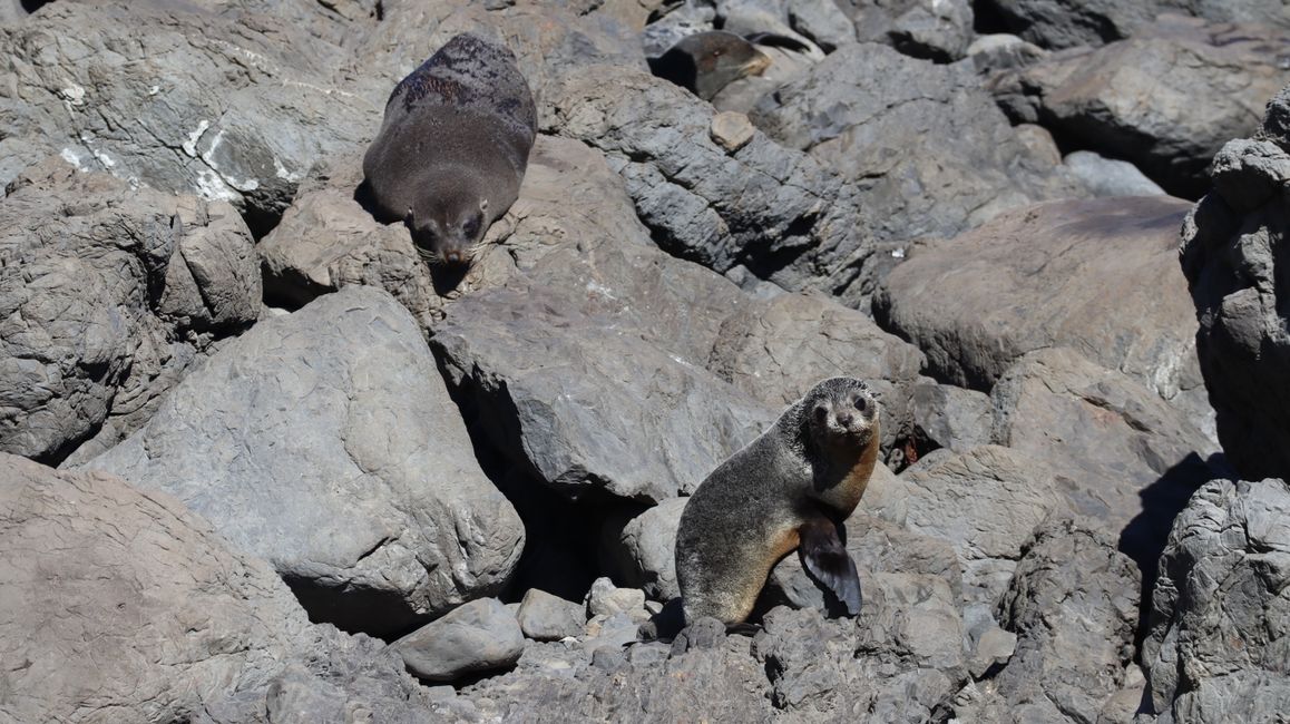 Seebär am Cape Palliser