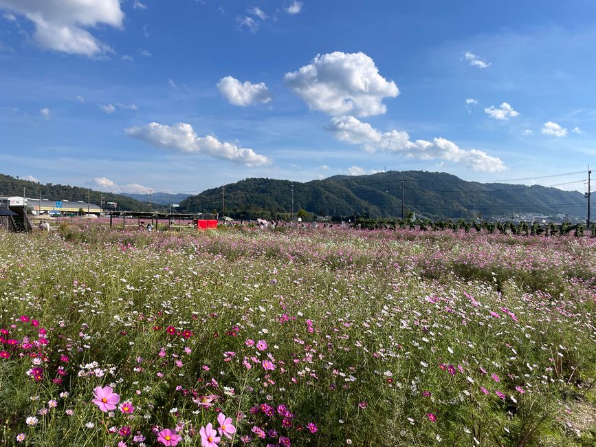 4.Kapitel: Ein bisschen vorzeitig ins Paradies