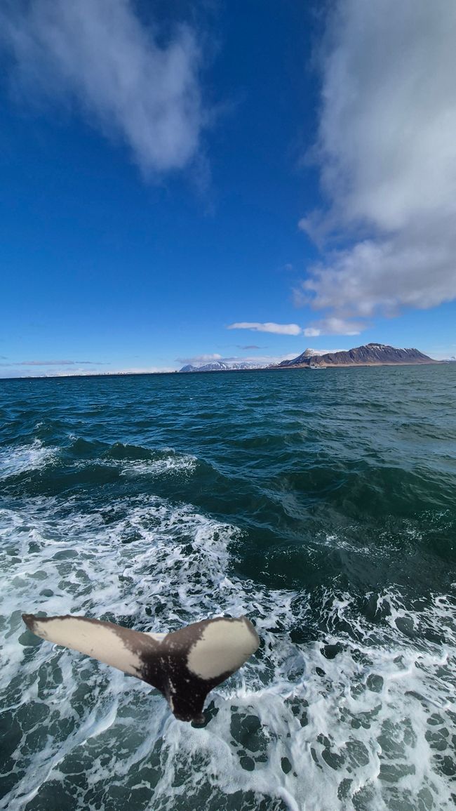 Tag 8: Flossen und Phallus-Museum – Ein schöner Tag in Reykjavik