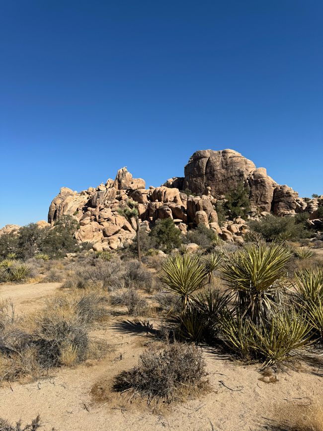 26.09. Joshua Tree Park