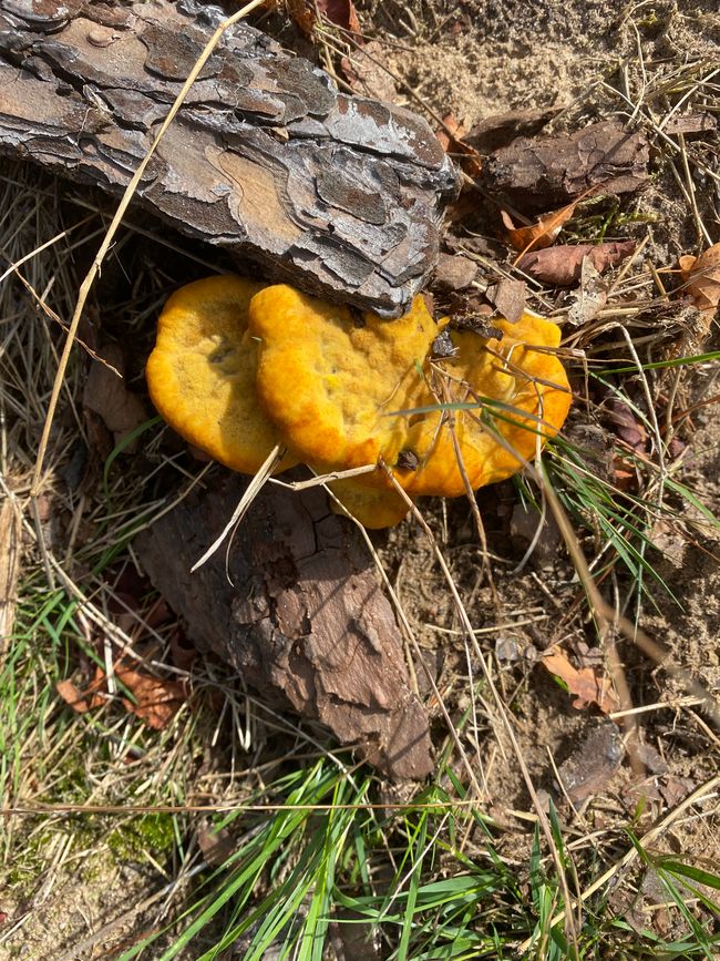 Seltsame Pilze am Wegesrand