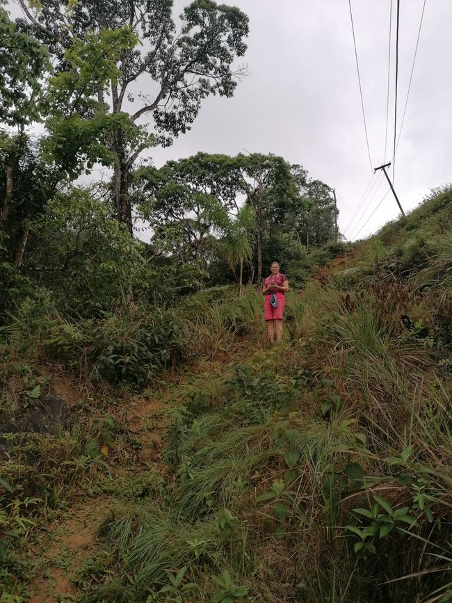 Brasil, Fortaleza Sendero del Bosque Tropical
