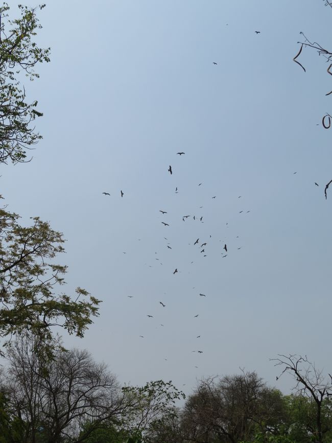 Rapaces apprivoisés
