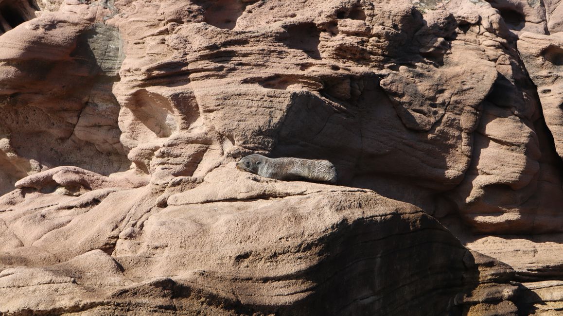 Baby neuseeländischer Seebär