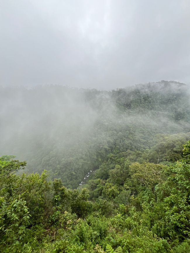 Jungle & Waterfall