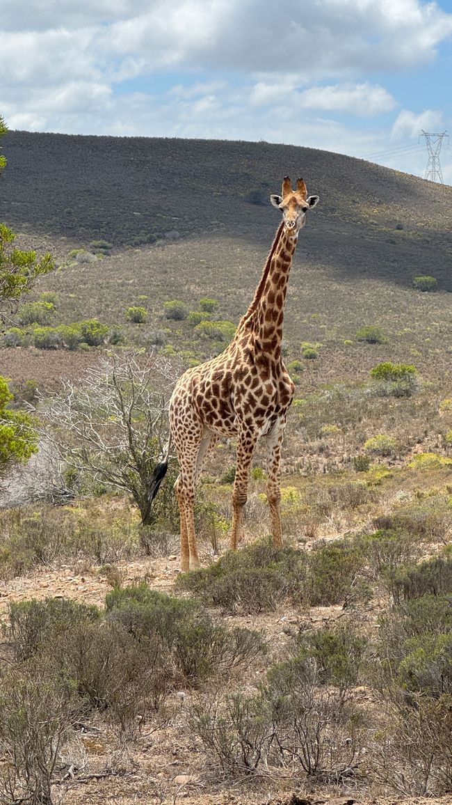 Giraffe in