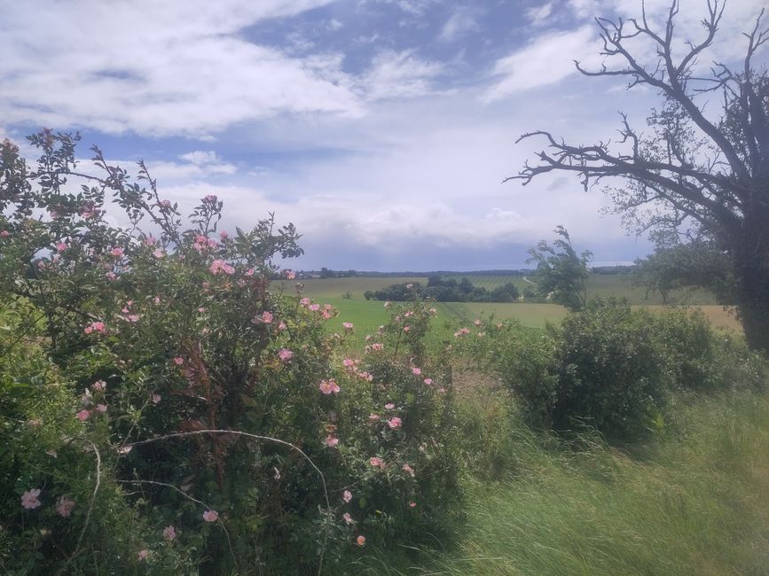 überall blühen die Rosen