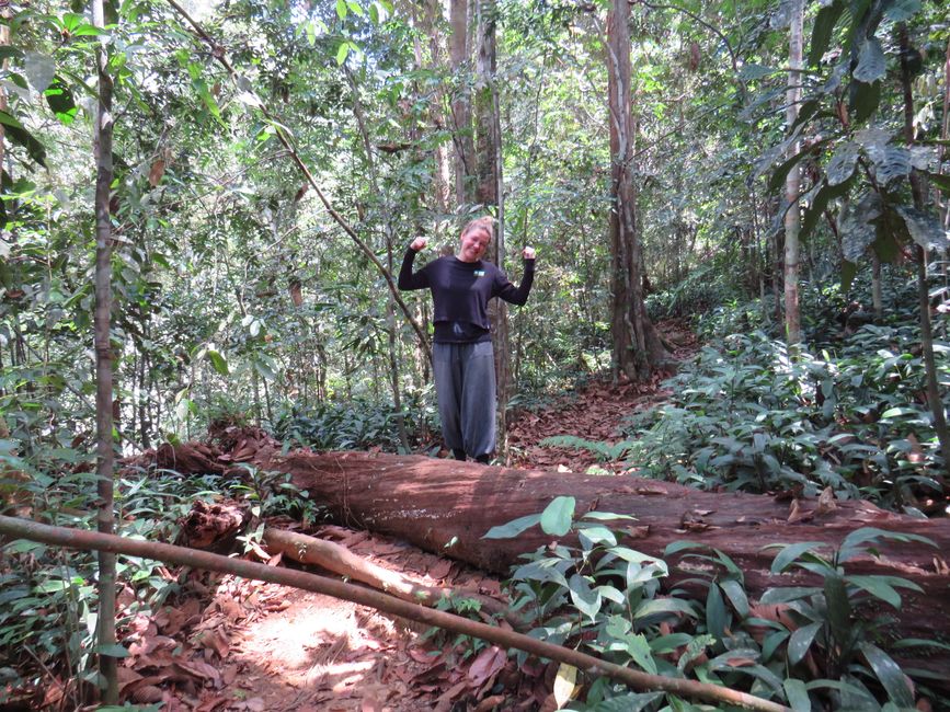 Sinharaja - l'ultima foresta pluviale dello Sri Lanka