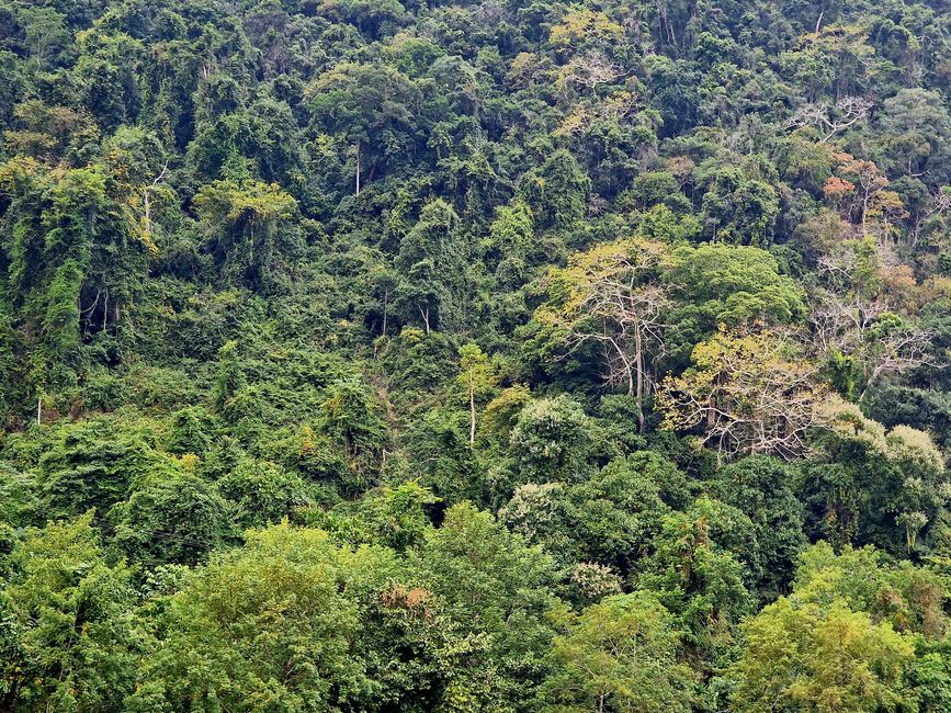 Urwald
