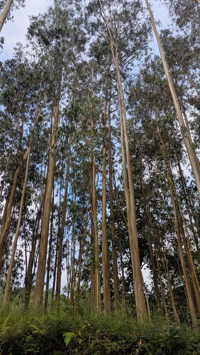 11. Stage Camino del Norte from Serdio to Pendueles