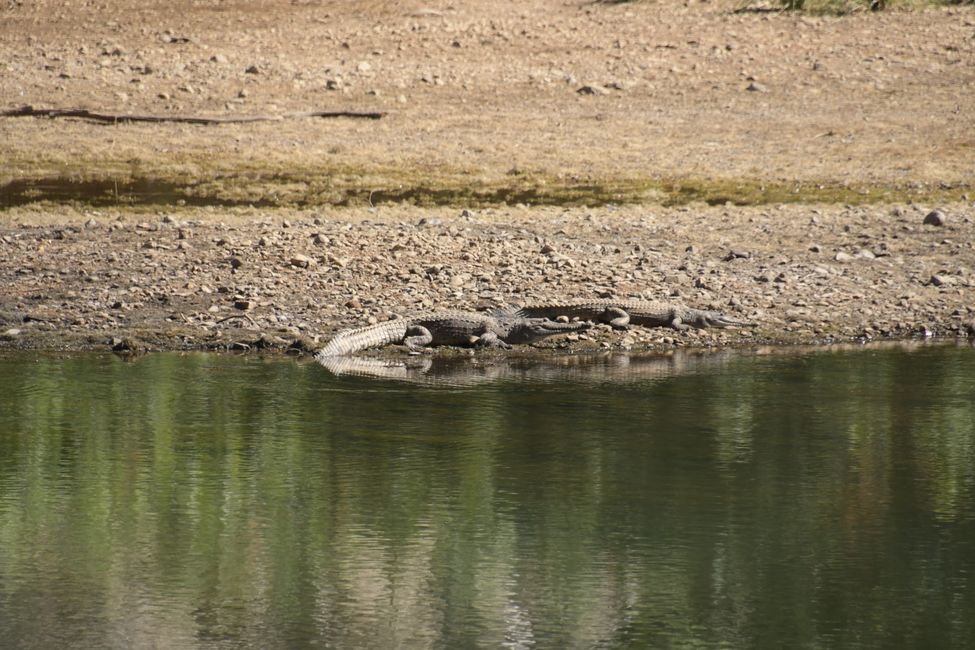 Freshwater Crocodiles