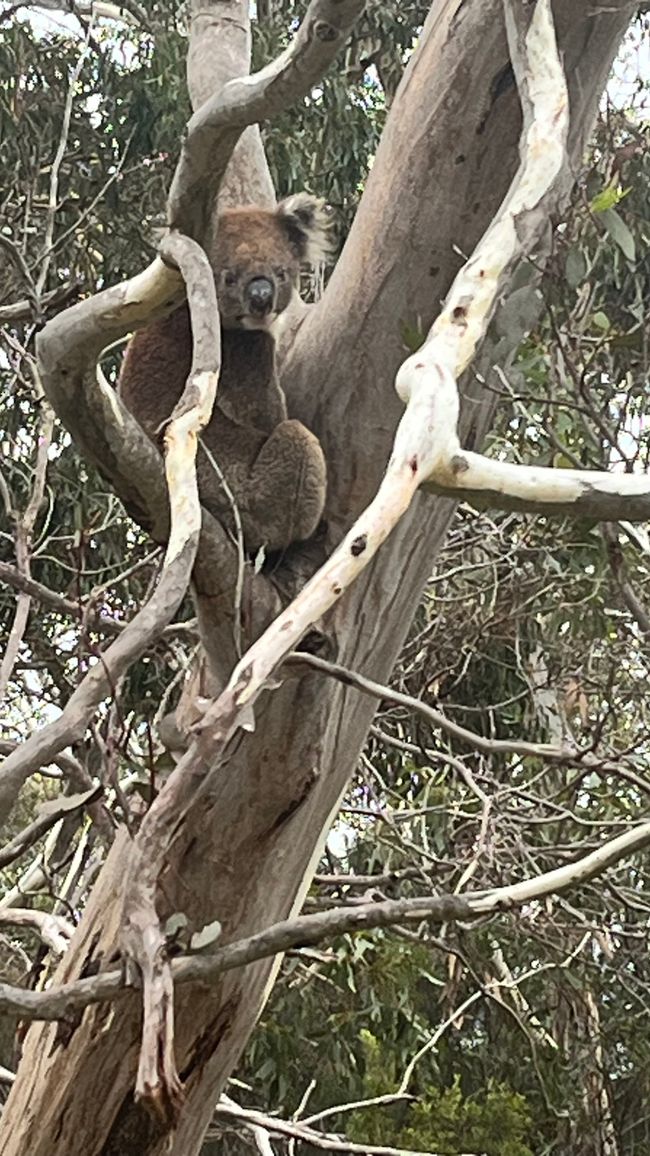 Kangaroo Island