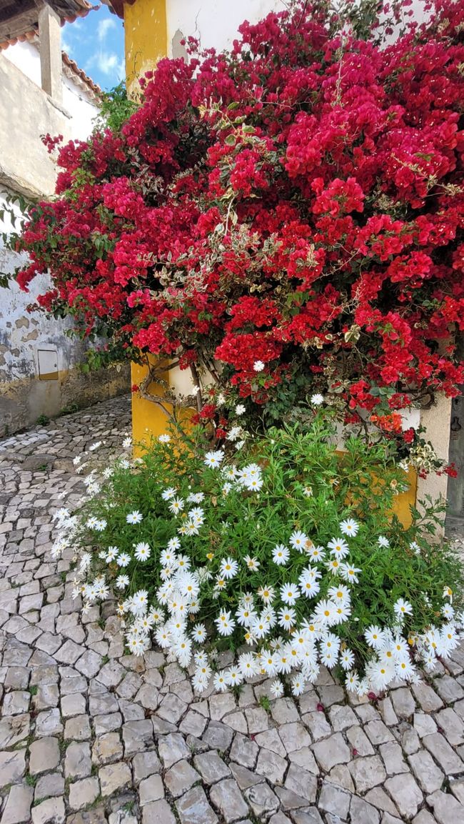 Óbidos