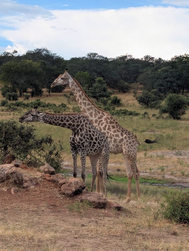Chobe River und Nationalpark