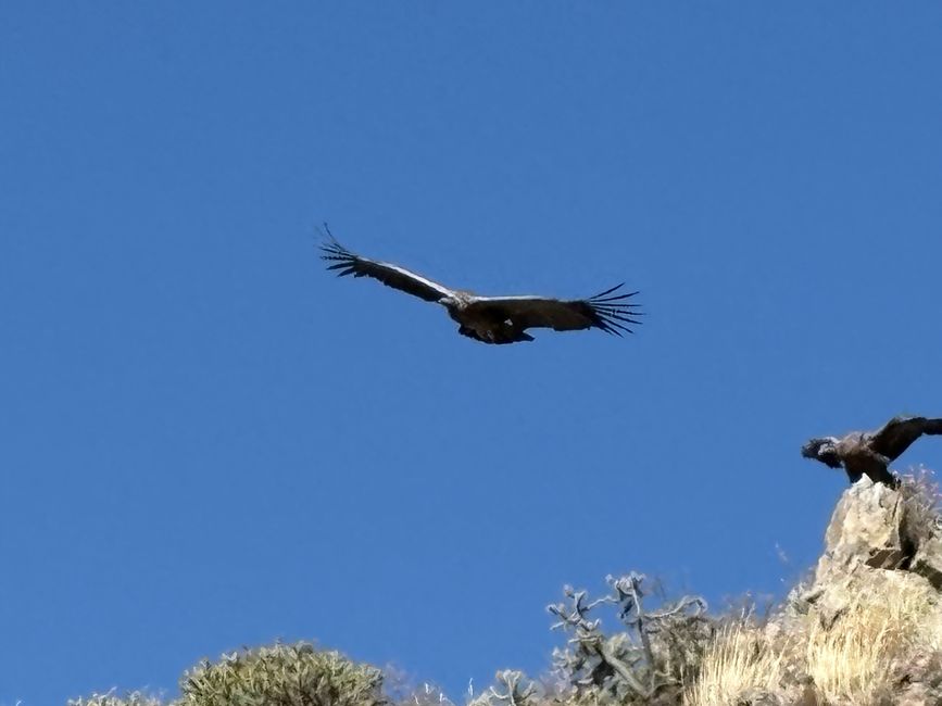 Perù_2025 - Giorno 9: Canyon del Colca e Croce del Condor