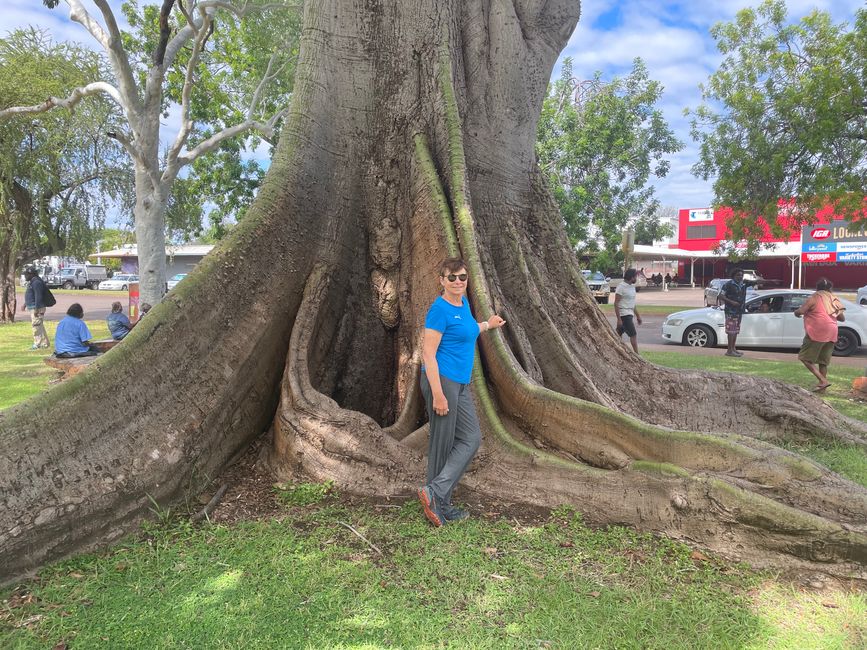 Kapok tree in front of the Visitor Center in Kununurra