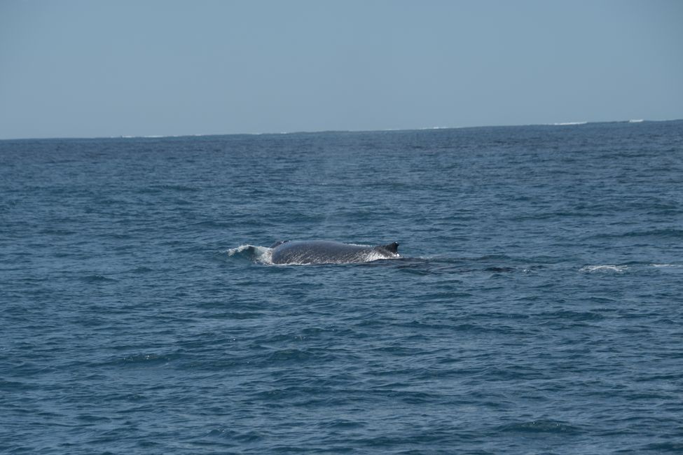 Humpback Whale / Humpback whale