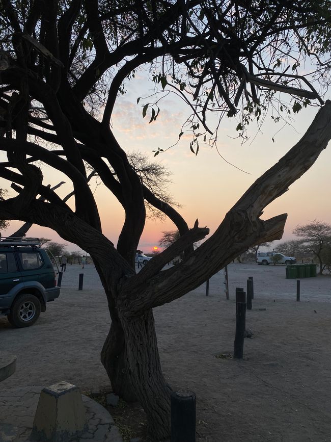 Etosha National Park 🐘🦒