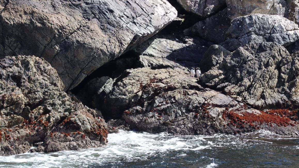 Fjordland Crested Penguins