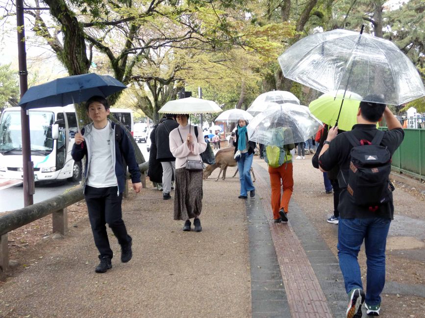 Kōbe and Nara, April 1, 2026