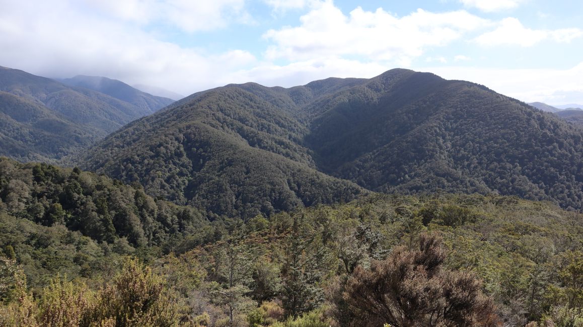 Wanderung zur Powell Hut - Tararua Forest