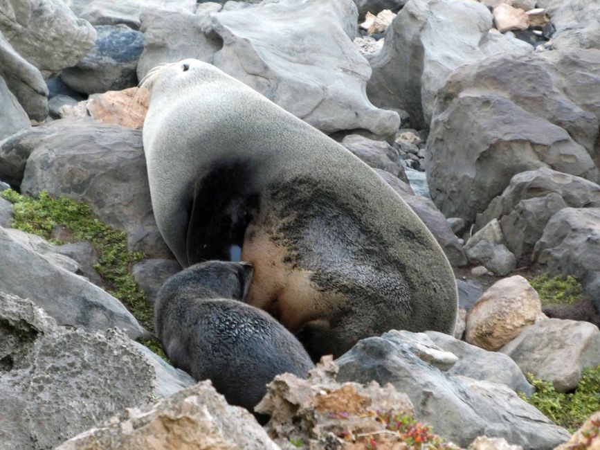Kangaroo Island