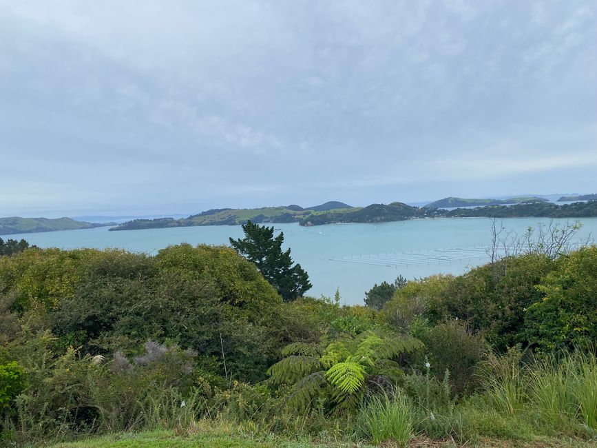 Coromandel loop