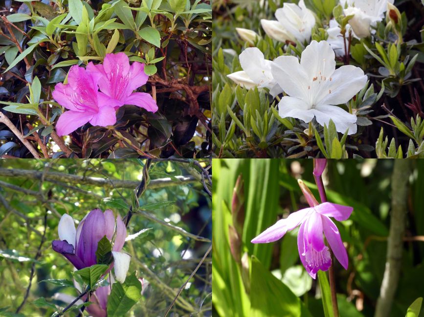 Gartenblumen