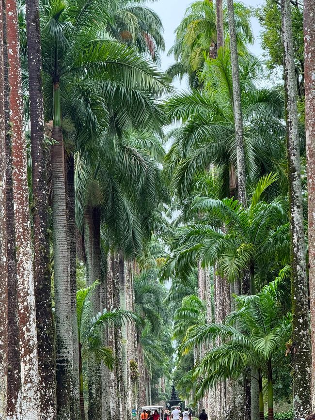 A lush palm-lined avenue creates a tropical, almost cathedral-like scene, with tall trees framing a path where a few people are walking below. The mood feels calm and scenic, with dense greenery stretching into the distance.