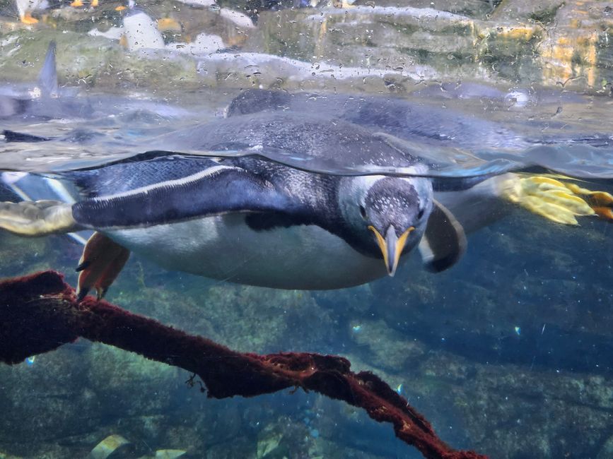 Oceanogràfic Valencia