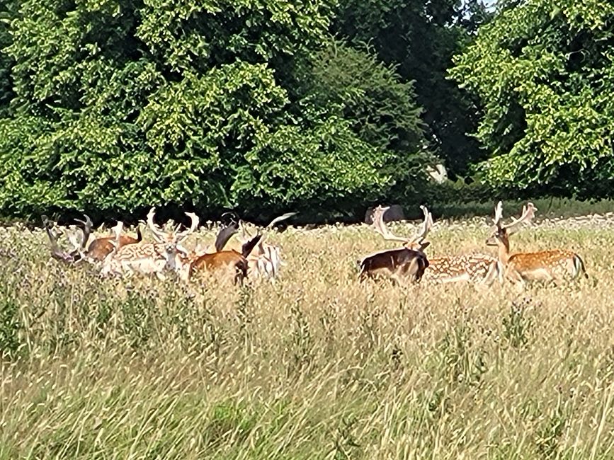 Wildlife Observation