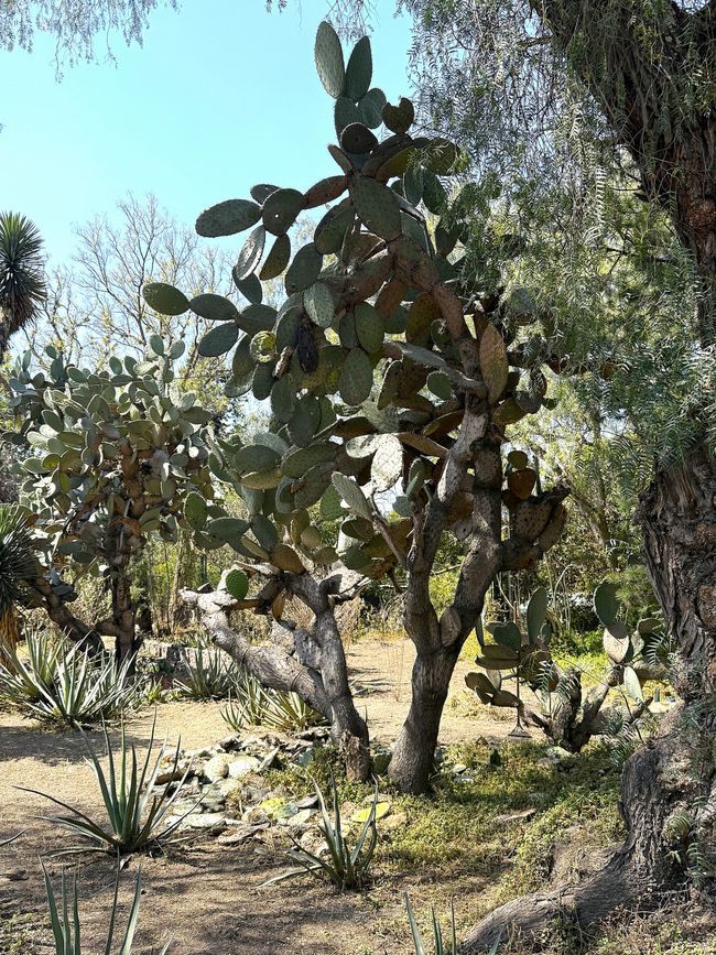 Cactus higuera o de orejas