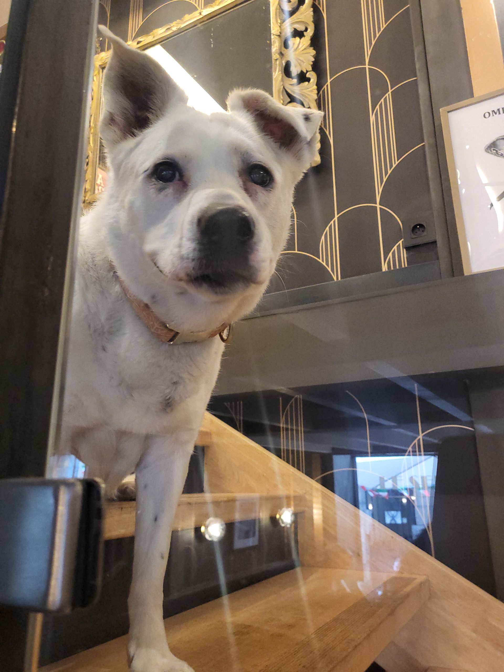Sourd, mais très gentil : chien de bar au Enoteca Le Select