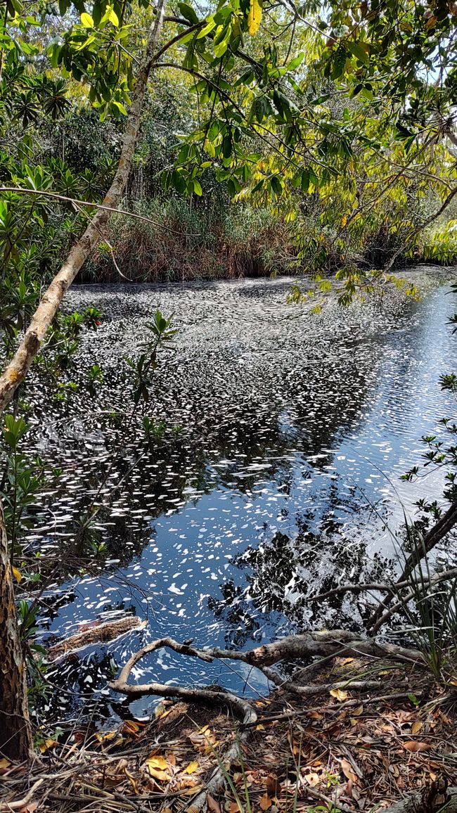 Brasilien, Nationalpark Diamantes Teil II